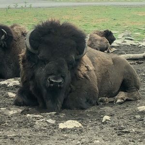 Meet your Posher, Rocky